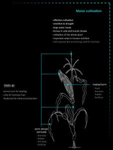 maise diagram